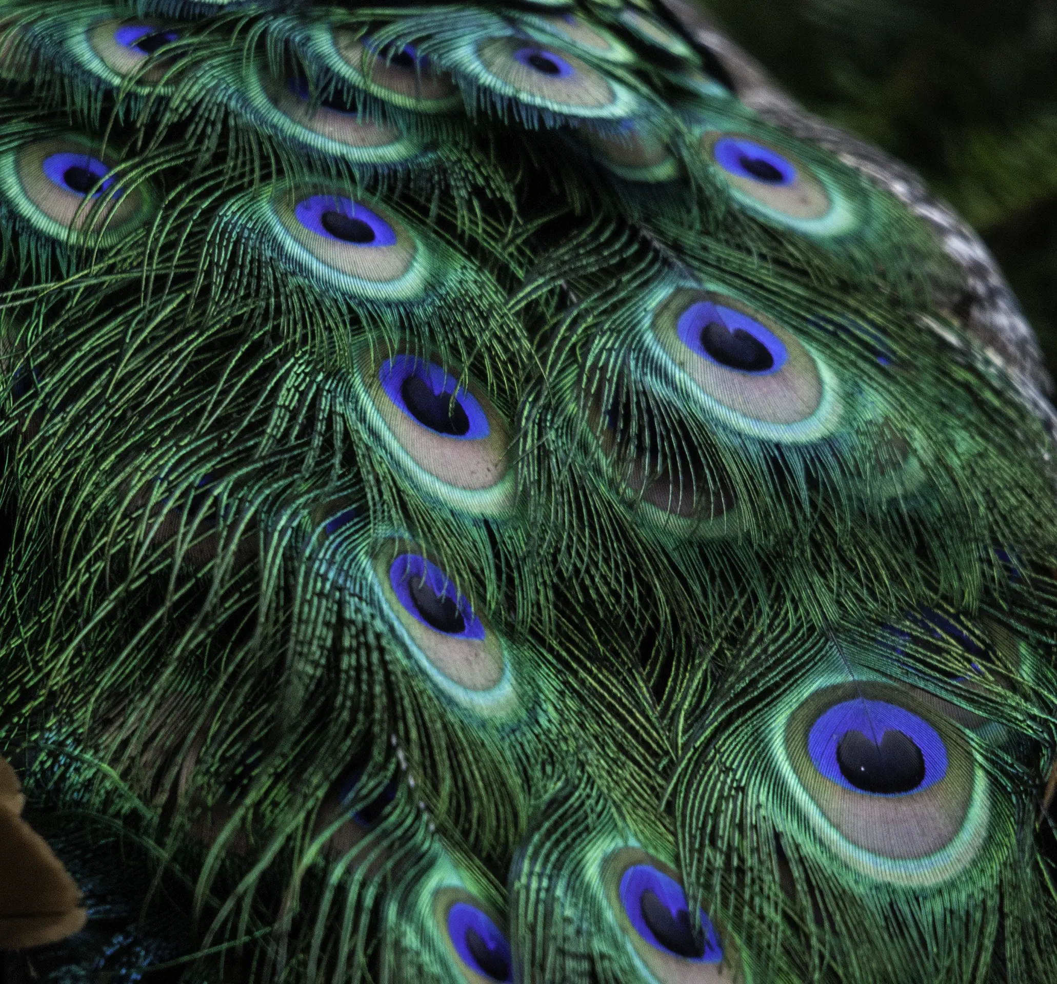 Later-Life Care Funding