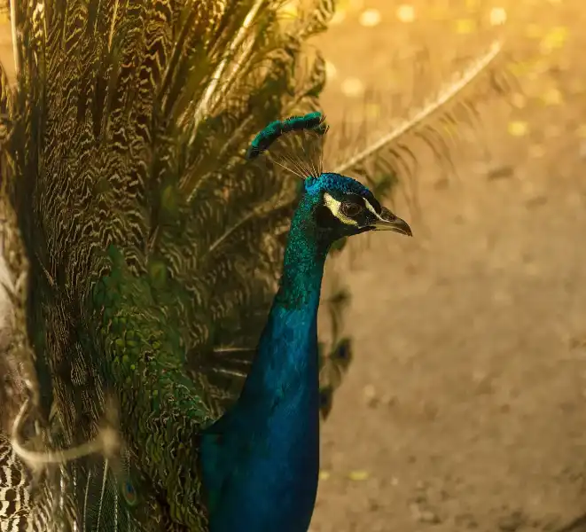 Lifetime & End-of-life